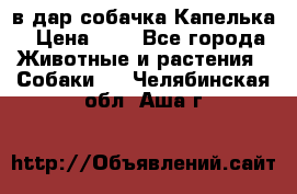 в дар собачка Капелька › Цена ­ 1 - Все города Животные и растения » Собаки   . Челябинская обл.,Аша г.